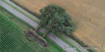 Motta San Fermo, l'epicentro della grandinata: "In 90 anni una cosa mai vista" - OglioPoNews - OglioPoNews