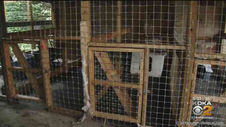 Fayette County Man Faces Dozens Of Charges After Police Find 13 Dogs Living In Deplorable Conditions