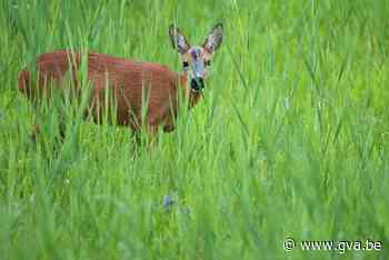 Oproep: Houd honden aan de leiband in Hobokense Polder voor reeën - Gazet van Antwerpen