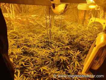 Cannabis farm discovered in Dudley police raid - expressandstar.com