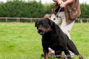 Als je hond weer eens door het lint gaat - Plus magazine
