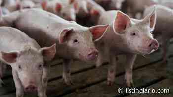 Agricultura prohíbe movilización de cerdos de Sánchez Ramírez y Monte Cristi por Fiebre Porcina Africana - Listín Diario