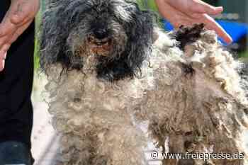 Pudel-Drama nimmt gutes Ende: Tierheim päppelt Hunde auf - Freie Presse