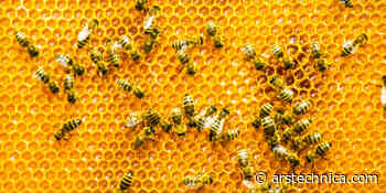 Mergers, twists, and pentagons: The architecture of honeycombs - Ars Technica