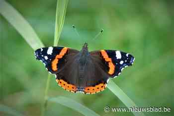 Atalanta blijft meest gespotte vlinder in Limburgse tuinen - Het Nieuwsblad