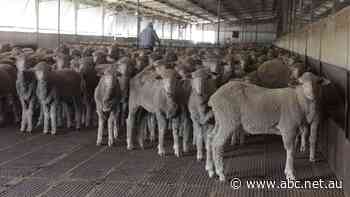 Live exports suspended over sheep welfare concerns in Jordan