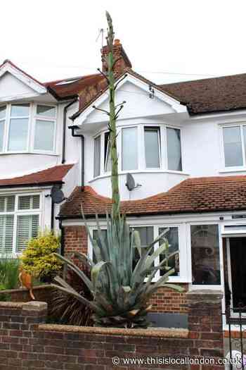 South Norwood's new 'local celebrity': A giant tequila plant