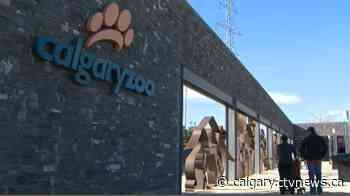 $200K donation will help keep Calgary Zoo workers and animals safer - CTV Toronto