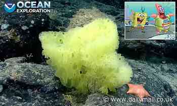 Marine scientists spot the 'real life' SpongeBob SquarePants and Patrick Star