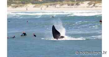 Baleias-franca roubam a cena ao lado de surfistas em Imbituba - Notisul
