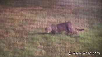 Fact Check: Mountain Lion in Parma?