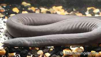 Florida has another invasive species and it looks like a giant worm