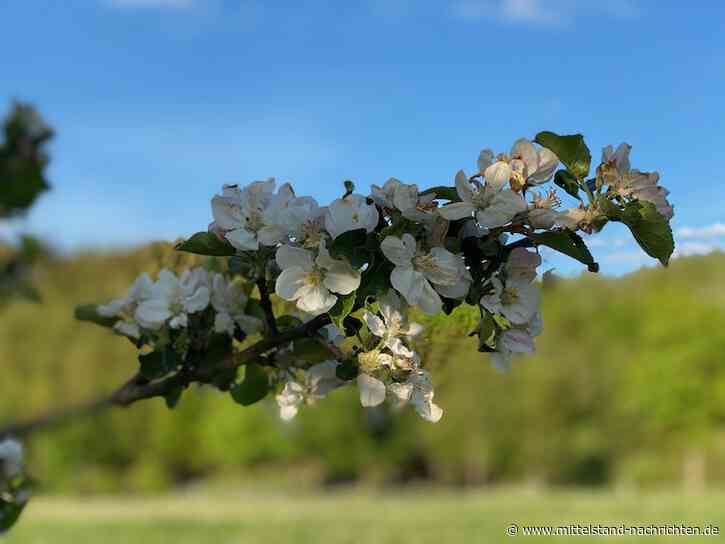 Fruchtsaftindustrie: Ertragspotential von Streuobstwiesen sinkt