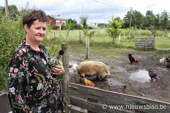 UPDATE. Politie vindt gestolen sierkippen terug