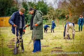 Potentiële locaties voor nieuwe bomen doorgeven kan via online Bomenkaart