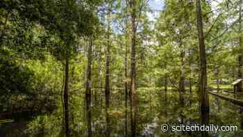 DNA Hoarders: Genetic Duplication Linked to the Origin and Evolution of Pine Trees and Their Relatives