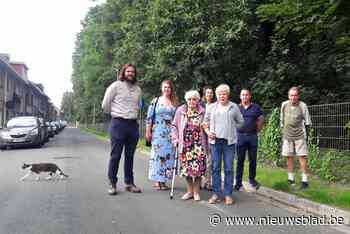 Bewoners Wirixdreef in Niel strijden voor ‘hun’ bomen: “Er mag er geen enkele weg”