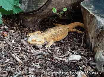 Mansfield Park Chingford: Bearded dragon dumped in a park