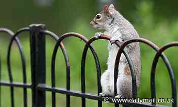 Invasive species have cost the UK economy more than £5 BILLION over the past 50 years 