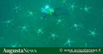 Trapianto di posidonia alla rada di Augusta nel documentario dell'Ispra e nel progetto “Life seposso” - Augusta News