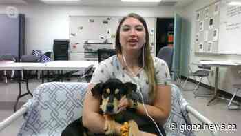 Adopt a Pet: Timber the puppy