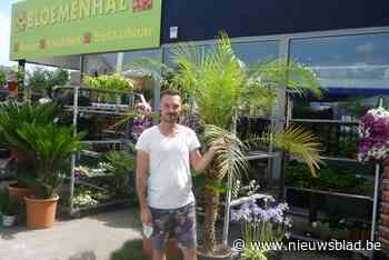 Bromfietser gaat ervandoor met twee meter hoge palmboom