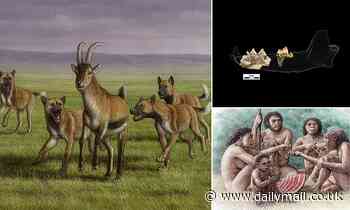 Archaeology: Jawbone of huge canine from 1.8 MILLION years ago with human remains in Georgia