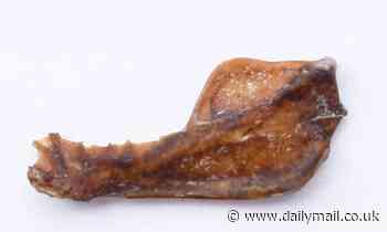 Jawbone of a giant vampire bat dating back 100,000 years is discovered in an Argentinian cave