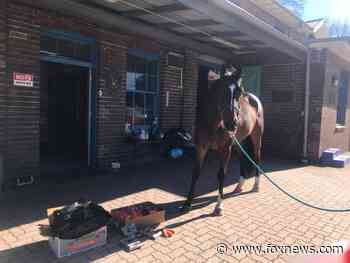 Australian man accused of punching police horse at COVID protest refuses virus test