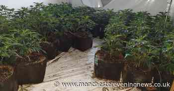 Police find 165 cannabis plants in Bolton home - Manchester Evening News