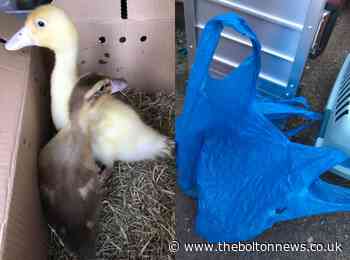 Two ducklings found 'callously' dumped by wheelie bins in Bolton - The Bolton News