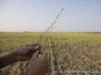 Drought deteriorates farming conditions in Saskatchewan: crop report