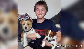 Puppy killed on family doorstep after being mauled 'like a ragdoll' - Express