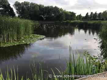 ‘Polluted lake’ warning from RSPCA after bird and fish deaths - St Helens Reporter