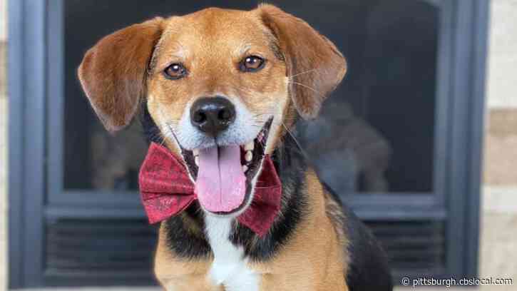 Furry Tails: Butler Co. Beagle Needs Your Vote In The Finals Of The American Humane Hero Dog Awards