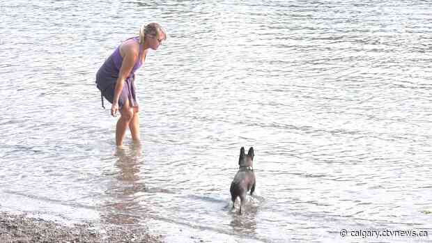 Dog days of summer are a little too hot for pets