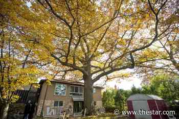 Toronto agreed to buy this property save a 250-year-old oak tree. Now the owner wants more money - Toronto Star