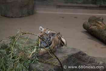 Toronto Zoo reveals name of last remaining endangered Amur tiger cub - 680 News