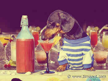 Your dog can drink cocktails at this new Hackney Wick bar - Time Out London