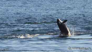 Southern resident killer whales spotted after prolonged absence