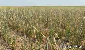 Severe drought in Western Canada will pressure food industry, raise prices: Expert