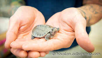 4 critically endangered baby turtles hatch at Houston Zoo - CultureMap Houston