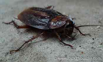 Rodents or roaches? See where Houston lands for most roach infestations in the U.S. - KPRC Click2Houston