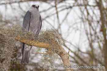 Keep an eye on the Houston sky for Mississippi kites - Houston Chronicle