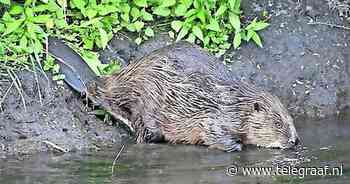 'Ook bever schadelijk voor dijken' - Telegraaf.nl