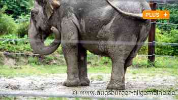 Europas ältester Elefant hat den Umzug im Augsburger Zoo geschafft - Augsburger Allgemeine