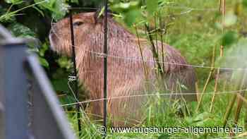 Capybaras: Im Augsburger Zoo leben jetzt Wasserschweine - Augsburger Allgemeine