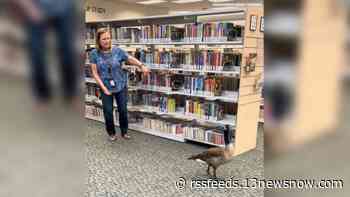 A Virginia Beach library had an unusual visitor waddle through its doors