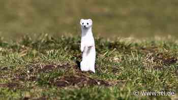 Trebur: Hermelin verfängt sich in Reifen: Radfahrer stürzt schwer - RTL Online