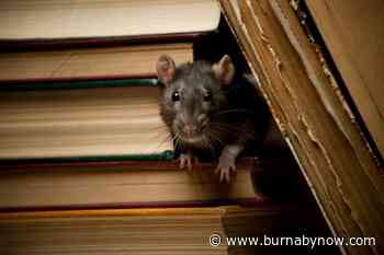 Burnaby sees surge in rats running 'rampant' - Burnaby Now